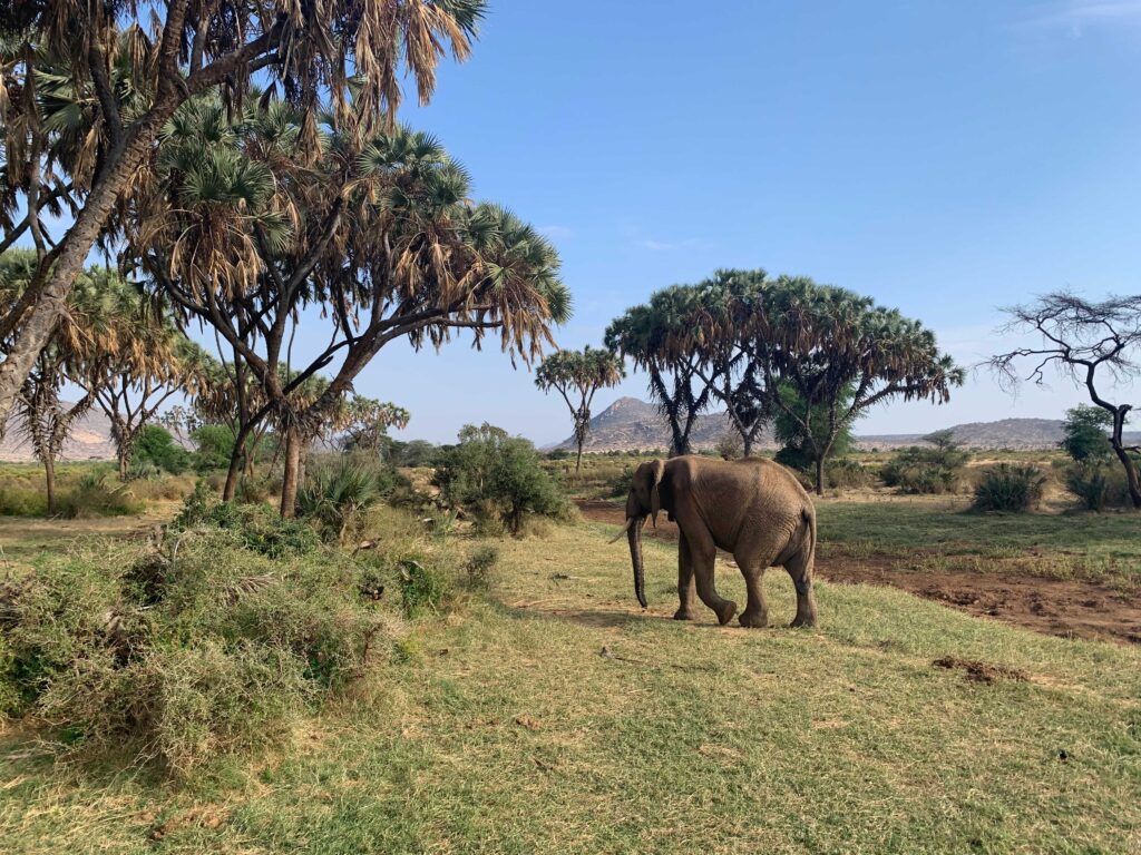 While being out in the wilderness you will see the Big Five, including elephants.