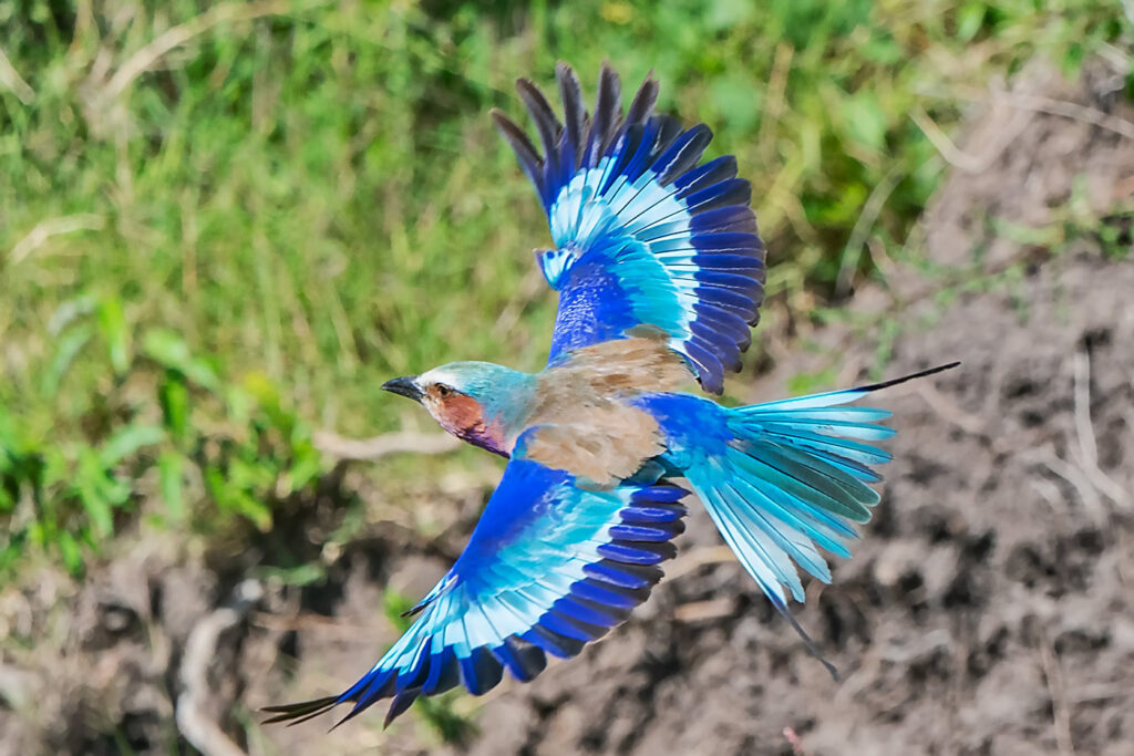 Africa is home to more than 2,000 bird species, making it a paradise for birding enthusiasts.