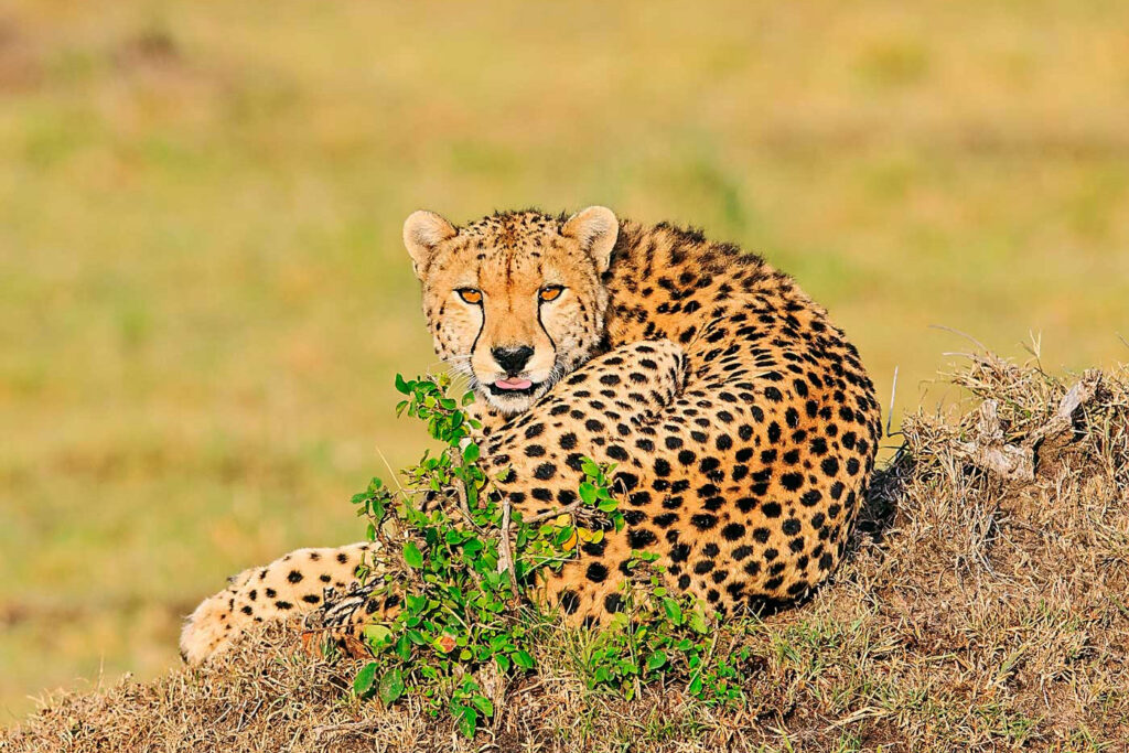 Spot cheetahs, lions, giraffes, elephants, rhinos and more in their natural habitat.