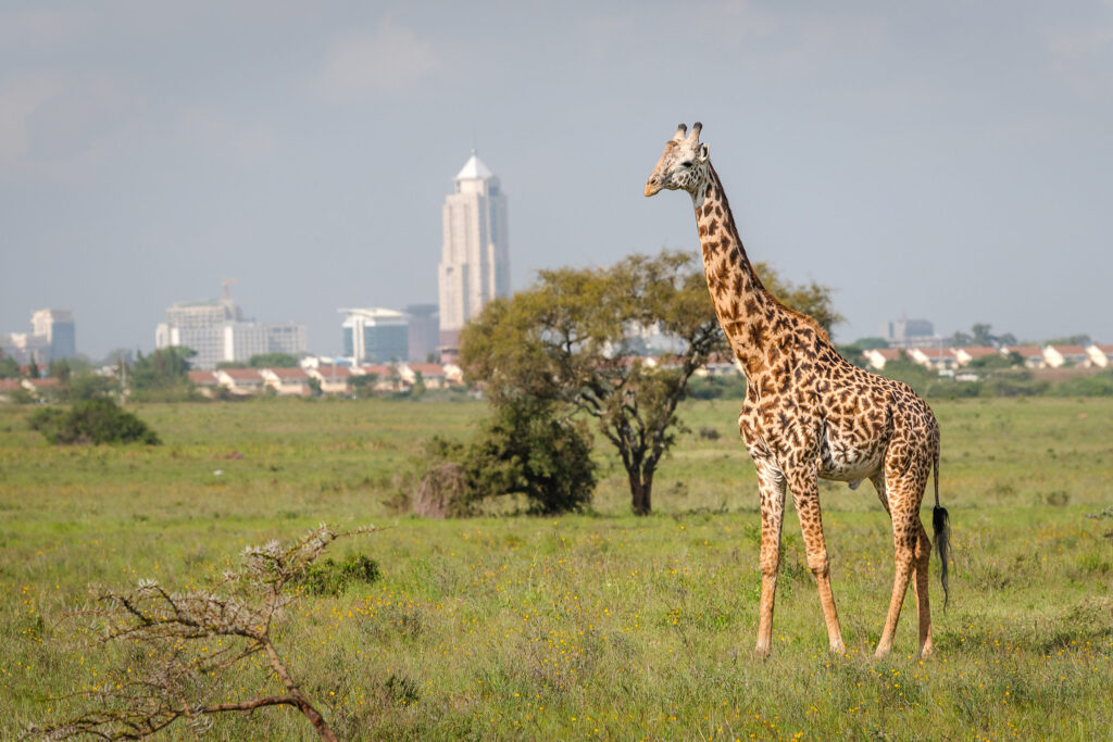 A visit to Nairobi National Park lets you see lions, elephants, and wildlife up close.