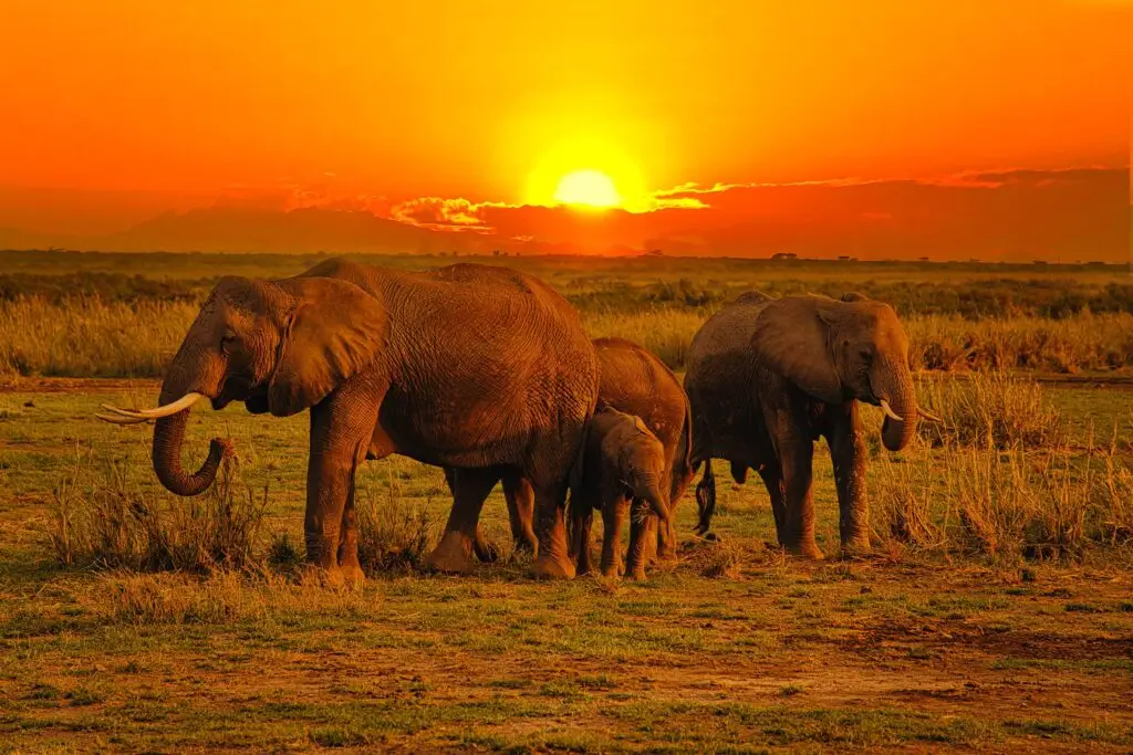 We have a team of knowledgeable safari guides, wildlife experts, and hospitality professionals who are dedicated to making your safari experience unforgettable.