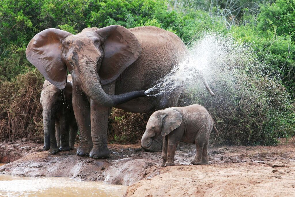 Elephants can be seen playing and having fun on an African Safari.