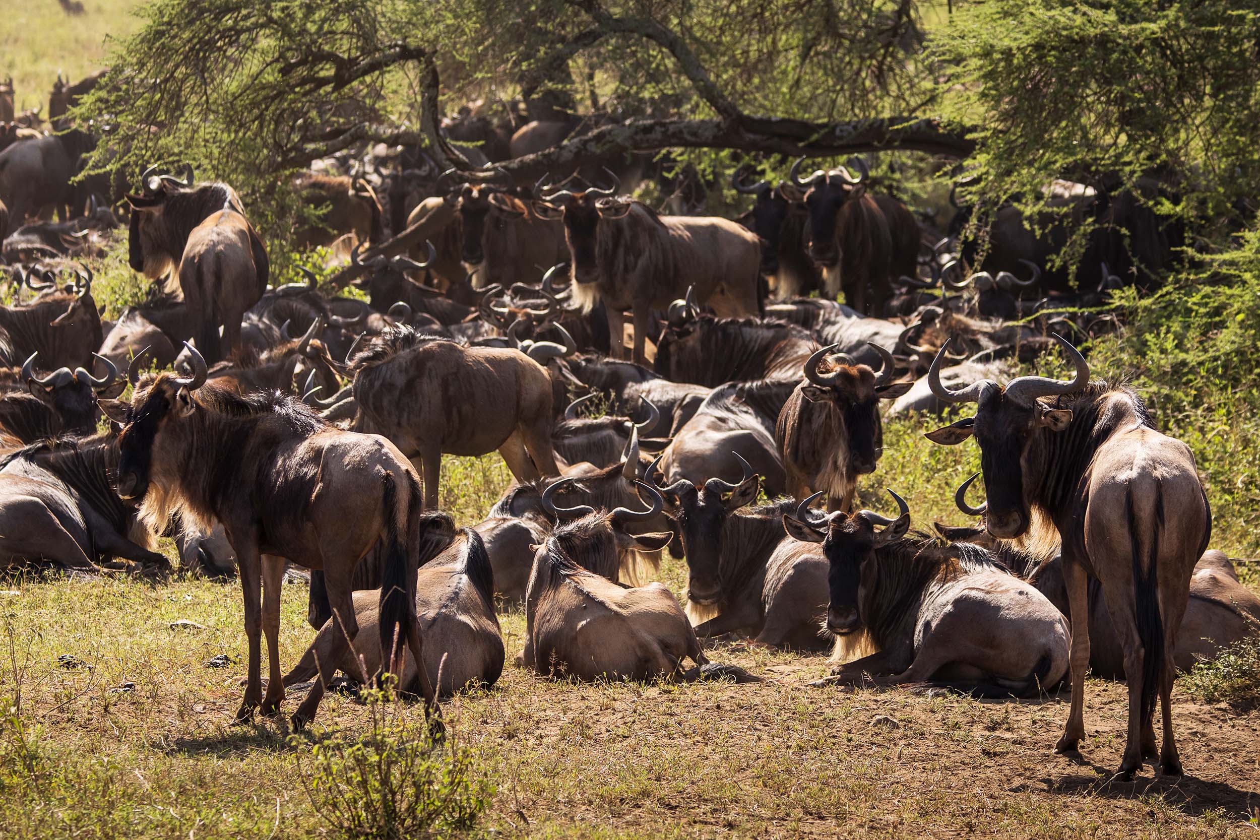 When you travel to Tanzania, you're diving into a whole new world full of culture, wildlife, and amazing experiences with the locals.