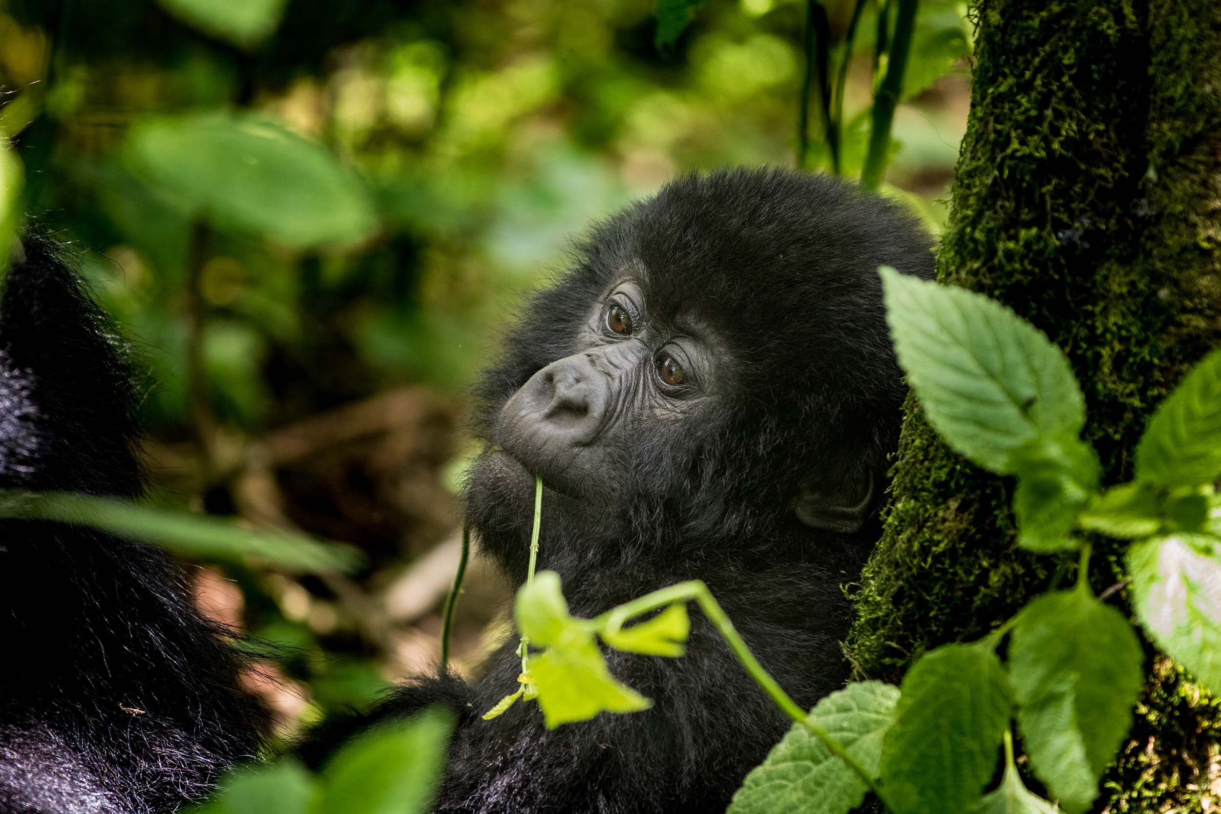 Discover the rare beauty of the mountain gorillas and support their conservation. We believe in responsible tourism that supports the protection of our closest living relatives, the mountain gorillas, and their natural habitat.