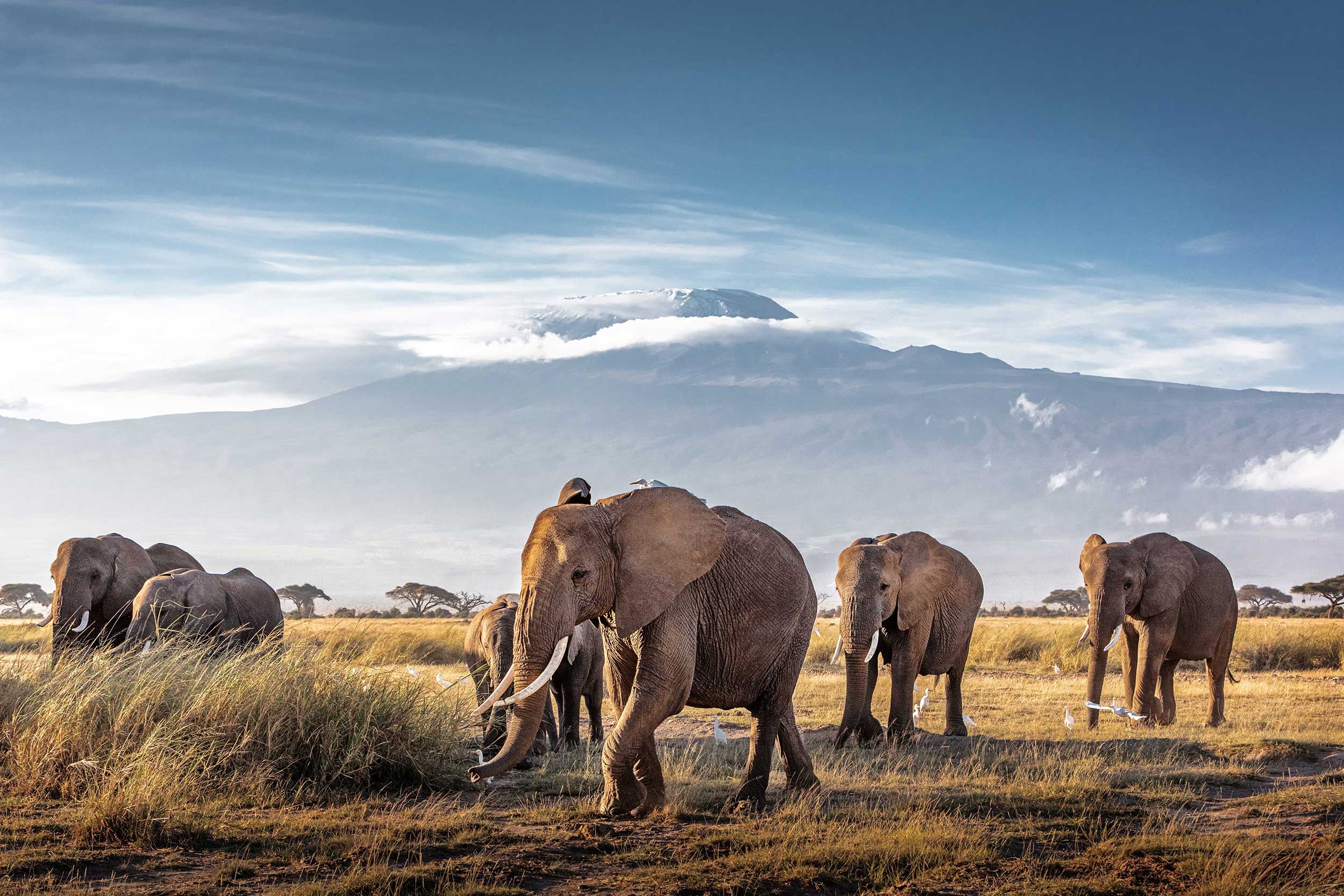 Witness some of the world's most amazing creatures in their natural habitats with knowledgeable guides leading the way.