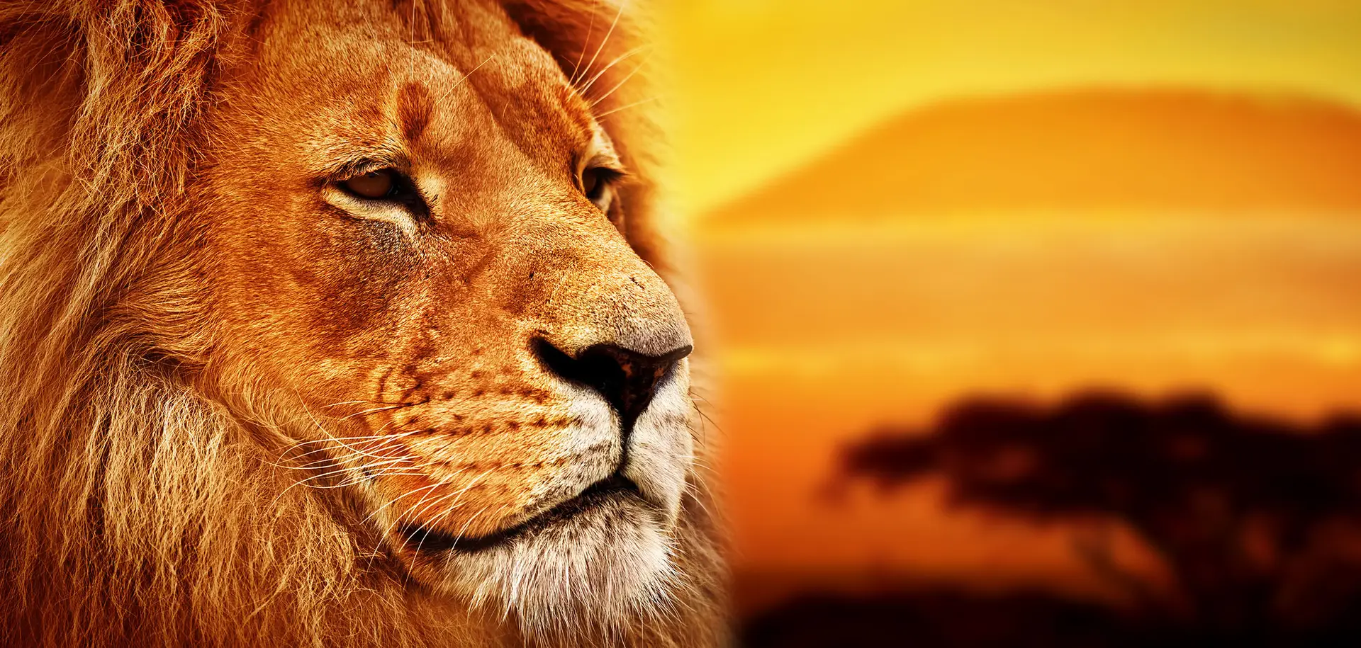 This is what a wellness safari in Kenya is all about – a chance to reconnect with nature, revitalize your body and mind, and discover the true meaning of inner peace.