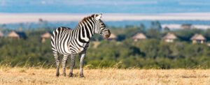 The captivating story of Ol Pejeta is a tale filled with majestic wildlife, heartfelt conservation efforts, and the harmonious connection between humans and nature.