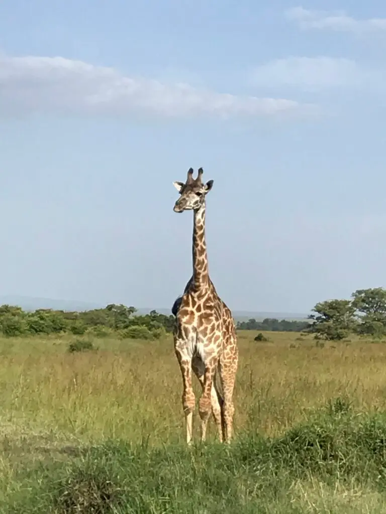 The vast expanses of Tsavo East and West National Parks are another must-visit destination on your Kenyan safari. Here, you'll find massive herds of wildlife, including towering giraffes, graceful impalas, and elusive leopards. 