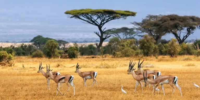 Read more about the article Kenyan Safari: An Adventure of a Lifetime