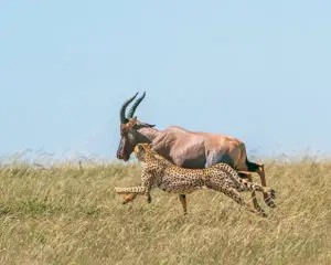 Cheetah Chasing it's Prey